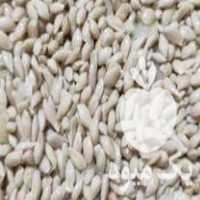 فروش تخم نارنج تمیز و عالی در آمل در گروه خرید فروش عمده نارنج - میوه شمال جنوب خرید و فروش عمده در یکمیوه