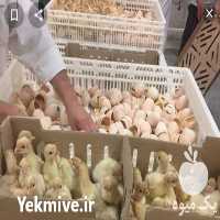 فروش جوجه بوقلمون در لرستان در تهران در گروه مرغ و خروس و بوقلمون و اردک قو قاز در یکمیوه