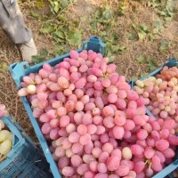 آگهی مشابه انگور قرمز دیم در کرمان  در گروه خرید فروش عمده انگور - یاقوتی شانی عسگری بی دانه قرمز در یکمیوه