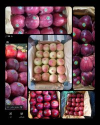 آگهی مشابه سیب قرمز و سفید در اشنویه در گروه خرید فروش عمده سیب - زرد و قرمز گلاب پاییزه در یکمیوه
