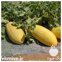 فروش بذر خربزه خاتونی مینو بهترین بذر خربزه در تهران در گروه خرید فروش بذر - انواع محصول کشاورزی گوجه کتان میوه درخت در یکمیوه