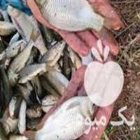 فروش بچه ماهی گرمابی فیتو‌فاک بیگهد کپور آمور در ساری در گروه انواع ماهی - سالمون شیر کپور قرمز شوریده سفید گوپی مرکب در یکمیوه