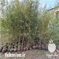 فروش نهال بامبو در لاهیجان در گروه خرید فروش نهال - انواع گردو پسته بادام سلطانی انگور در یکمیوه