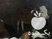 فروش کود گاوی برای باغ در قائم شهر در گروه خرید فروش کود و مواد شیمیایی - اوره پتاس مرغی کمپوست آهن در یکمیوه -عکس1