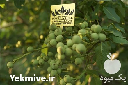 خرید نهال ژنوتیپ 7 پیوندی در تهران در گروه خرید فروش نهال - انواع گردو پسته بادام سلطانی انگور در یکمیوه -عکس1