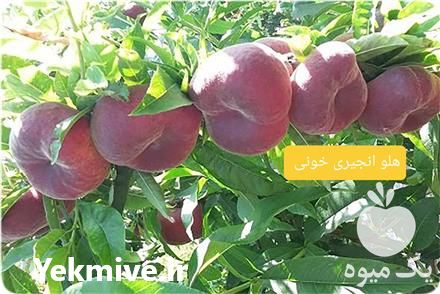 خرید نهال هلو انجیری خونی در تهران در گروه خرید فروش نهال - انواع گردو پسته بادام سلطانی انگور در یکمیوه -عکس1