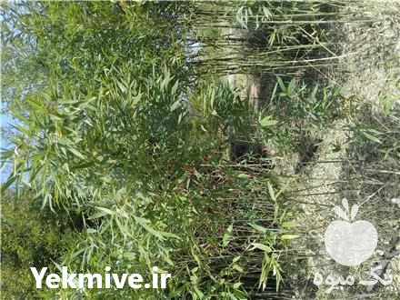 فروش نهال خیزران دیوار سبز در تهران در گروه خرید فروش نهال - انواع گردو پسته بادام سلطانی انگور در یکمیوه -عکس1