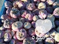 فروش تازه چغندر تازه شلغم تازه در اصفهان در گروه خرید فروش عمده چغندر - قند لبویی قرمز سفید در یکمیوه -عکس1