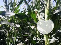 فروش ذرت دامی بسته بندی شده میدان تره بار سراب در آذربایجان شرقی در گروه خوراک دام و طیور - پرواری شیری علوفه یونجه در یکمیوه -عکس1