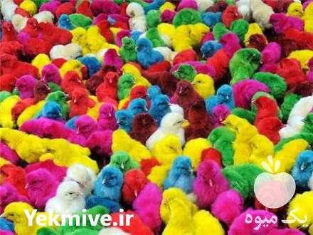 فروش جوجه خروسک در تهران در گروه مرغ و خروس و بوقلمون و اردک قو قاز در یکمیوه -عکس1