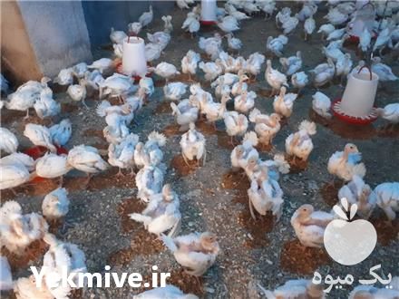 فروش جوجه بوقلمون ده روزه در تهران در گروه مرغ و خروس و بوقلمون و اردک قو قاز در یکمیوه -عکس1