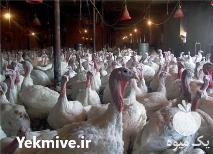 خرید بوقلمون زنده در تهران در گروه مرغ و خروس و بوقلمون و اردک قو قاز در یکمیوه -عکس1