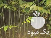 فروش گردو پوست نازک در خان ببین در گروه گردو - کاغذی سنگی سوزنی خوشه ای توسرکان در یکمیوه -عکس1