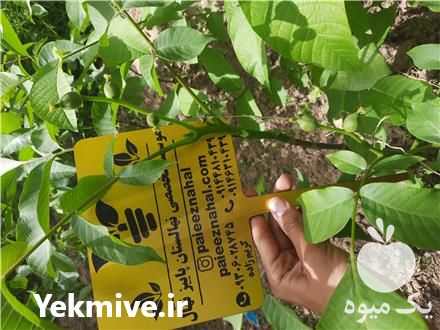 فروش نهال در میاندوآب در گروه خرید فروش نهال - انواع گردو پسته بادام سلطانی انگور در یکمیوه -عکس1