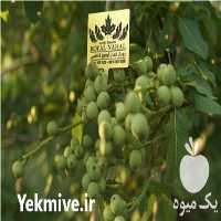 خرید نهال ژنوتیپ 7 پیوندی در تهران در گروه خرید فروش نهال - انواع گردو پسته بادام سلطانی انگور در یکمیوه