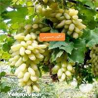 خرید نهال انگور لعل حسینی در تهران در گروه خرید فروش نهال - انواع گردو پسته بادام سلطانی انگور در یکمیوه