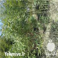 فروش نهال خیزران دیوار سبز در تهران در گروه خرید فروش نهال - انواع گردو پسته بادام سلطانی انگور در یکمیوه