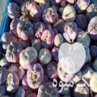فروش تازه چغندر تازه شلغم تازه در اصفهان در گروه خرید فروش عمده چغندر - قند لبویی قرمز سفید در یکمیوه