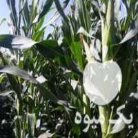 فروش ذرت دامی بسته بندی شده میدان تره بار سراب در آذربایجان شرقی در گروه خوراک دام و طیور - پرواری شیری علوفه یونجه در یکمیوه