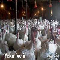 خرید بوقلمون زنده در تهران در گروه مرغ و خروس و بوقلمون و اردک قو قاز در یکمیوه