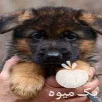 فروش توله ژرمن شپرد دو ماهه و فروش توله ژرمن در کرج در گروه سگ و گربه _ نگهبان هاسکی ژرمن دوبرمن سرابی در یکمیوه