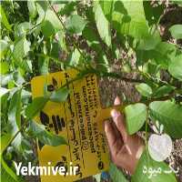 فروش نهال در میاندوآب در گروه خرید فروش نهال - انواع گردو پسته بادام سلطانی انگور در یکمیوه