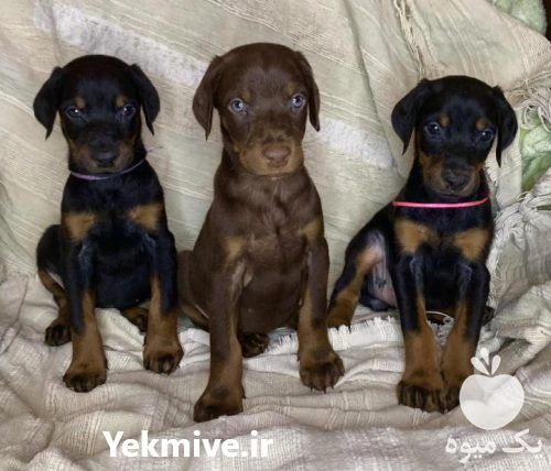 فروش دوبرمن توله اروپایی در تهران در گروه سگ و گربه _ نگهبان هاسکی ژرمن دوبرمن سرابی در یکمیوه -عکس1