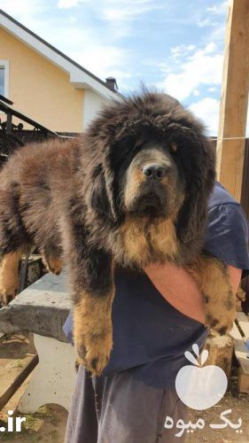 فروش توله سگ ماستیف تبتی در تهران در گروه سگ و گربه _ نگهبان هاسکی ژرمن دوبرمن سرابی در یکمیوه -عکس1