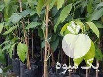 فروش آووکادو بذری و پیوندی در رامسر در گروه خرید فروش نهال - انواع گردو پسته بادام سلطانی انگور در یکمیوه -عکس1