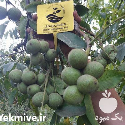 نهالستان فراز نهال فروش نهال های اصلاح شده ودیرگل گردو وبادام در تهران در گروه خرید فروش نهال - انواع گردو پسته بادام سلطانی انگور در یکمیوه -عکس1