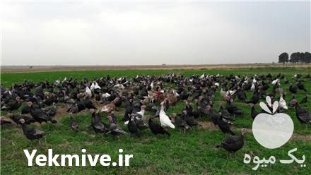 فروش جوجه بوقلمون محلی از یک روزه تا یک ماهه در تاکستان در گروه مرغ و خروس و بوقلمون و اردک قو قاز در یکمیوه -عکس1