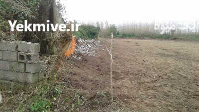 مشارکت و فروش ملک و زمین گیلان در بندرانزلی در گروه سایر ملک و زمین روستایی کشاورزی دامداری در یکمیوه -عکس1