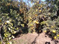 آگهی مشابه فروش تامسون در ساری در گروه خرید فروش عمده پرتقال - پرتقال رسمی تامسون خونی جنوب در یکمیوه