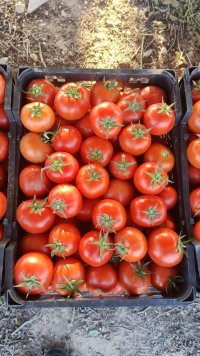 آگهی مشابه گوجه ی صادراتی در کرمان  در گروه خرید فروش عمده گوجه فرنگی - فرنگی سبز قرمز سیاه کبابی ربی در یکمیوه