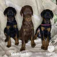 فروش دوبرمن توله اروپایی در تهران در گروه سگ و گربه _ نگهبان هاسکی ژرمن دوبرمن سرابی در یکمیوه