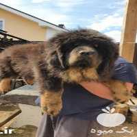 فروش توله سگ ماستیف تبتی در تهران در گروه سگ و گربه _ نگهبان هاسکی ژرمن دوبرمن سرابی در یکمیوه