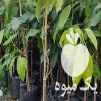 فروش آووکادو بذری و پیوندی در رامسر در گروه خرید فروش نهال - انواع گردو پسته بادام سلطانی انگور در یکمیوه