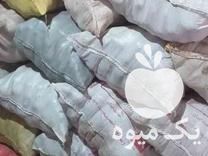 فروش سیب زمینی آگریا وبانبا در همدان در گروه خرید فروش عمده سیب زمینی - زودرس دیررس آگریا اسپریت اردبیل همدان در یکمیوه -عکس1