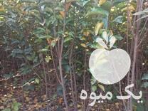 فروش نهال خرمالو سپیدار تبریزی گردو در گرگان در گروه خرید فروش نهال - انواع گردو پسته بادام سلطانی انگور در یکمیوه -عکس1
