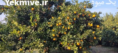 فروش پرتقال تامسون در بندرگز در گروه خرید فروش عمده پرتقال - پرتقال رسمی تامسون خونی جنوب در یکمیوه -عکس1