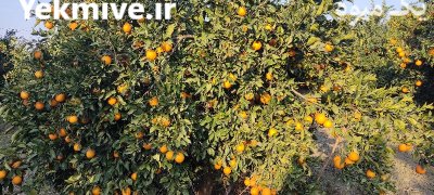 فروش پرتقال تامسون در بندرگز در گروه خرید فروش عمده پرتقال - پرتقال رسمی تامسون خونی جنوب در یکمیوه -عکس2