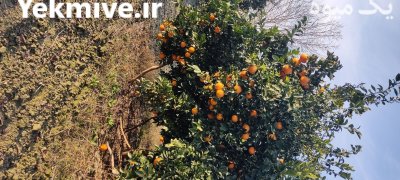 فروش پرتقال تامسون در بندرگز در گروه خرید فروش عمده پرتقال - پرتقال رسمی تامسون خونی جنوب در یکمیوه -عکس3