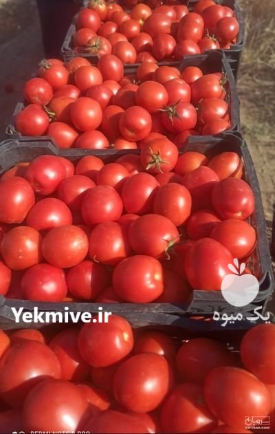 فروش گوجه افرا یا بروبیا در فراشبند در گروه خرید فروش عمده گوجه فرنگی - فرنگی سبز قرمز سیاه کبابی ربی در یکمیوه -عکس1
