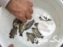 فروش انواع بچه ماهی کپور آمور فیتوفاگ و بیگهد در آبادان در گروه انواع ماهی - سالمون شیر کپور قرمز شوریده سفید گوپی مرکب در یکمیوه -عکس1