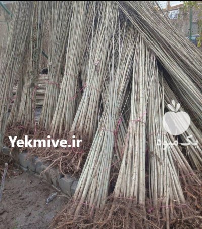 فروش نهال صنوبر یکساله در میاندوآب در گروه خرید فروش نهال - انواع گردو پسته بادام سلطانی انگور در یکمیوه -عکس1