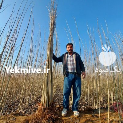 فروش نهال صنوبر یکساله در میاندوآب در گروه خرید فروش نهال - انواع گردو پسته بادام سلطانی انگور در یکمیوه -عکس2