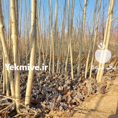 فروش نهال صنوبر یکساله در میاندوآب در گروه خرید فروش نهال - انواع گردو پسته بادام سلطانی انگور در یکمیوه -عکس3