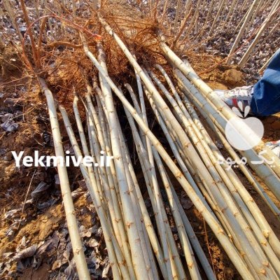 فروش نهال صنوبر یکساله در میاندوآب در گروه خرید فروش نهال - انواع گردو پسته بادام سلطانی انگور در یکمیوه -عکس4