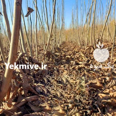 نهال گردو ژنوتیپ، زودبارده در میاندوآب در گروه خرید فروش نهال - انواع گردو پسته بادام سلطانی انگور در یکمیوه -عکس1