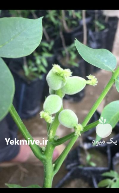 نهال گردو ژنوتیپ، زودبارده در میاندوآب در گروه خرید فروش نهال - انواع گردو پسته بادام سلطانی انگور در یکمیوه -عکس2